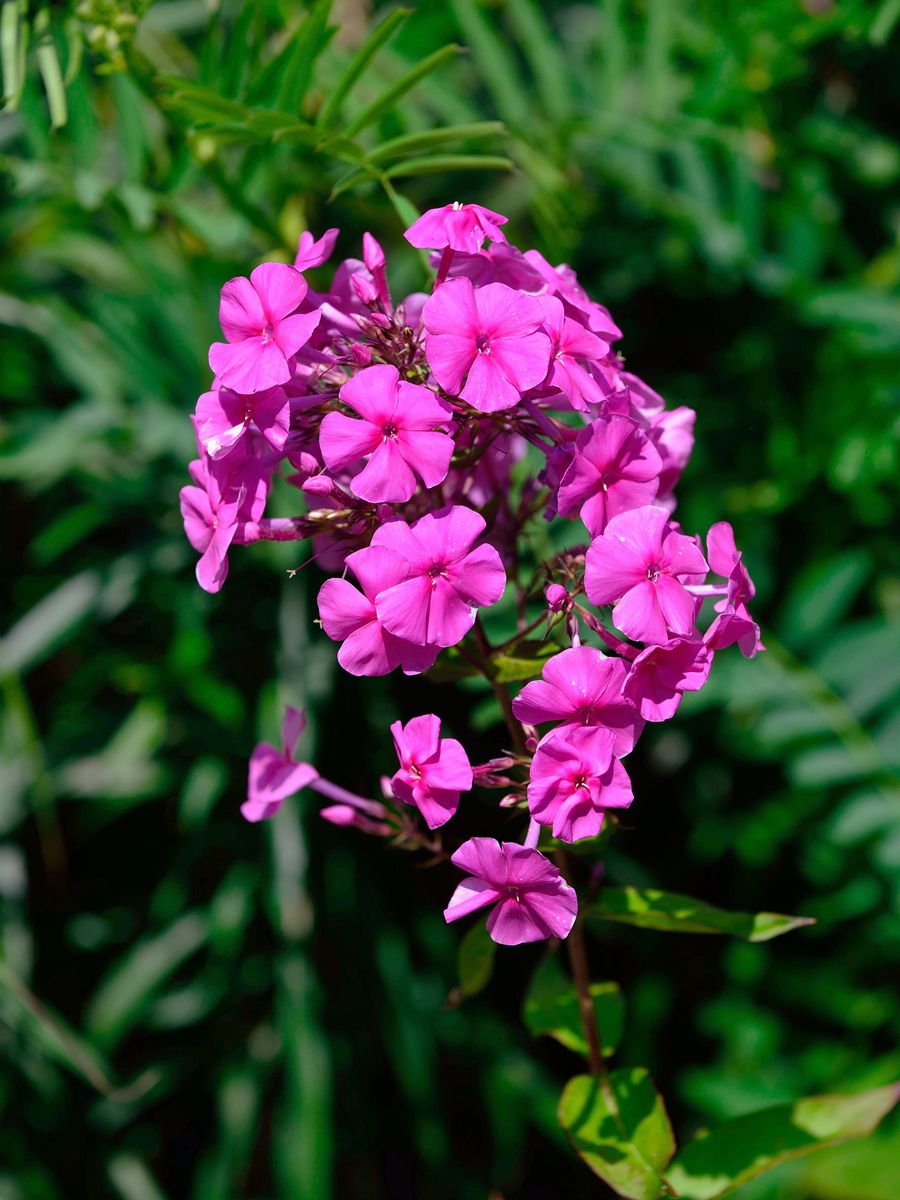 Grossblattphlox Winnetou