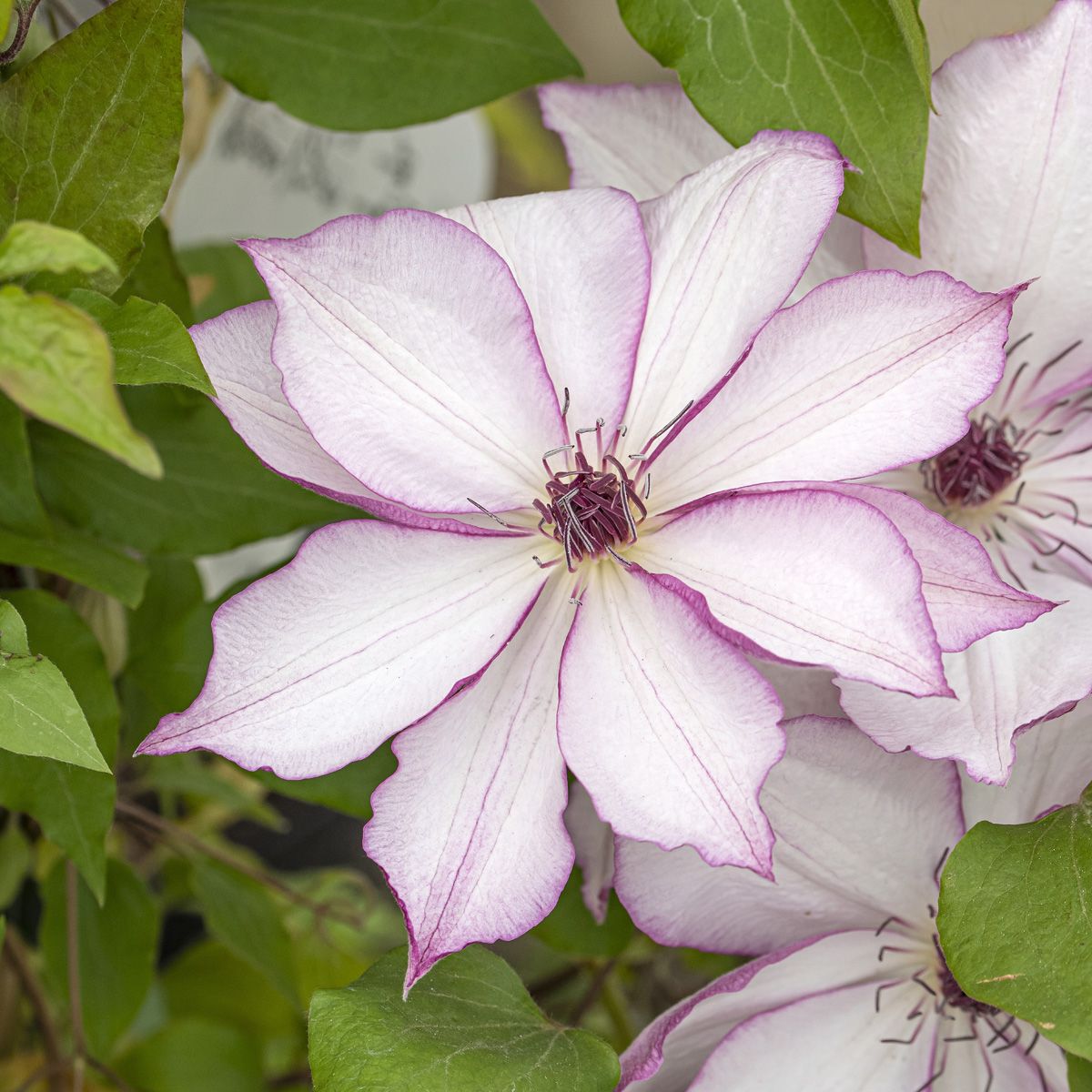 Waldrebe Omoshiro Waldrebe Omoshiro