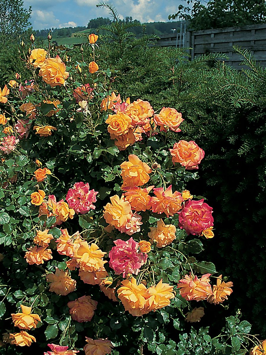 Sahara® Strauchrose (öfter blühend, anspruchslos)