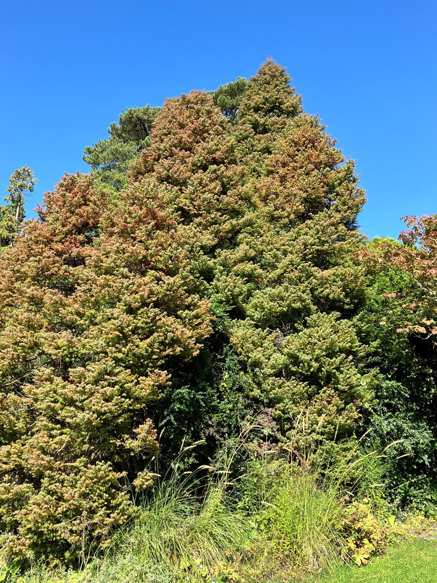 Sicheltanne Elegans