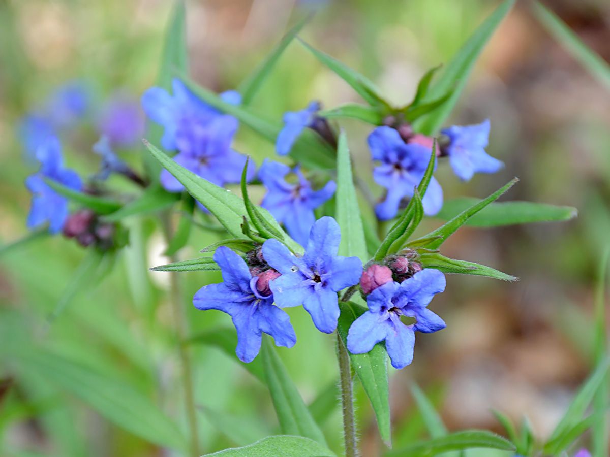 Blauroter Steinsame Blauroter Steinsame
