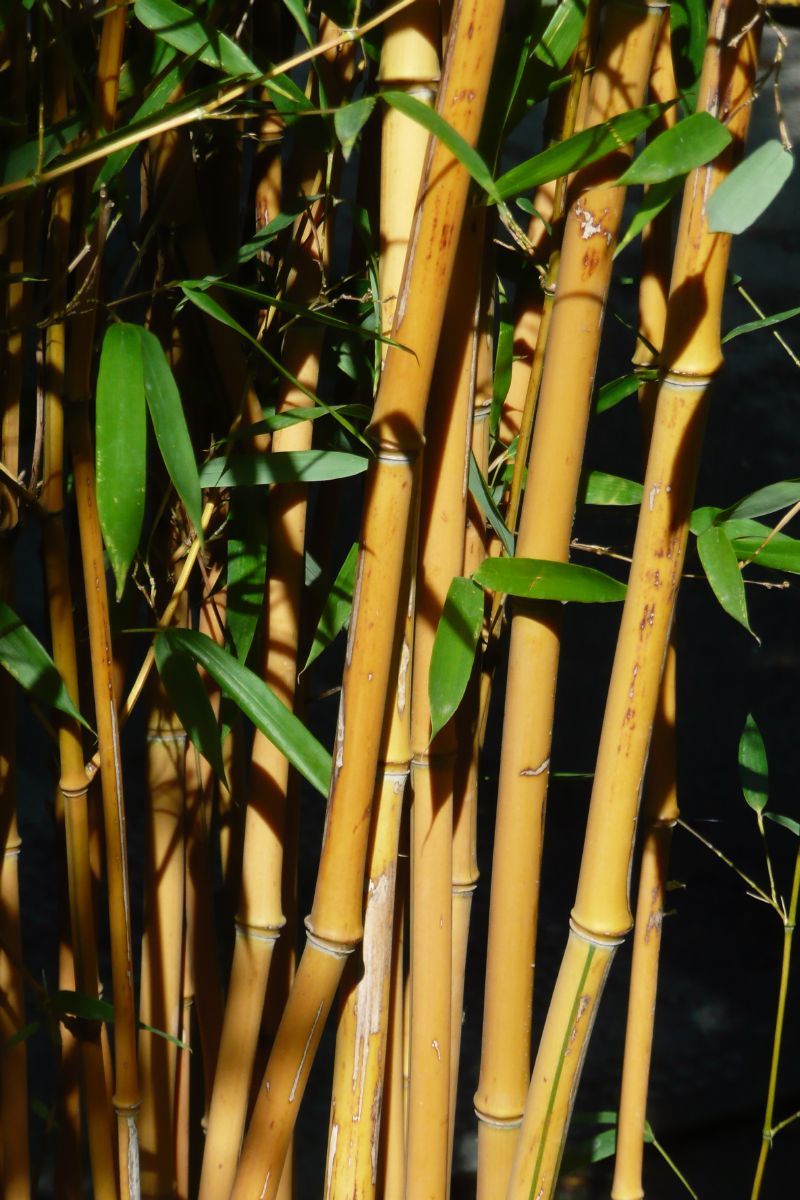 Goldrohrbambus aureocaulis