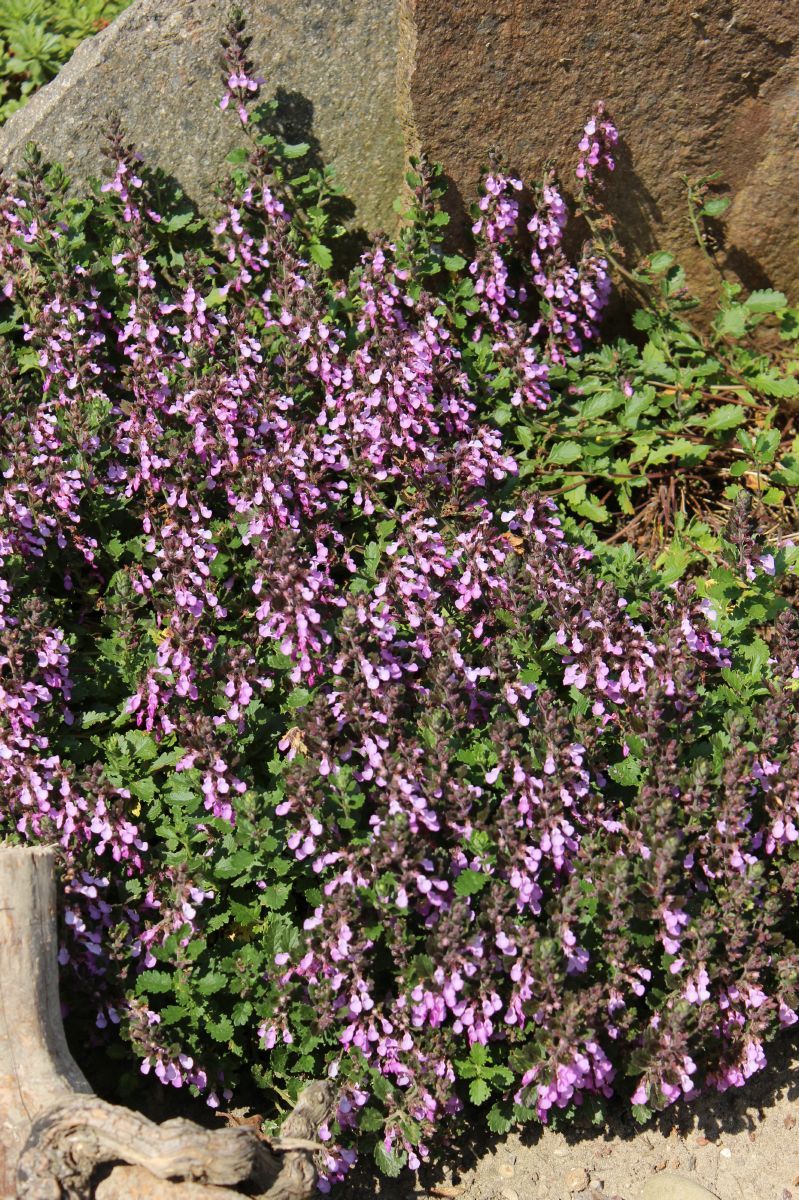 Gartengamander, Edelgamander Gartengamander, Edelgamander