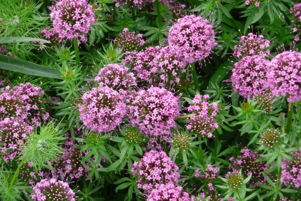 Rosenwaldmeister