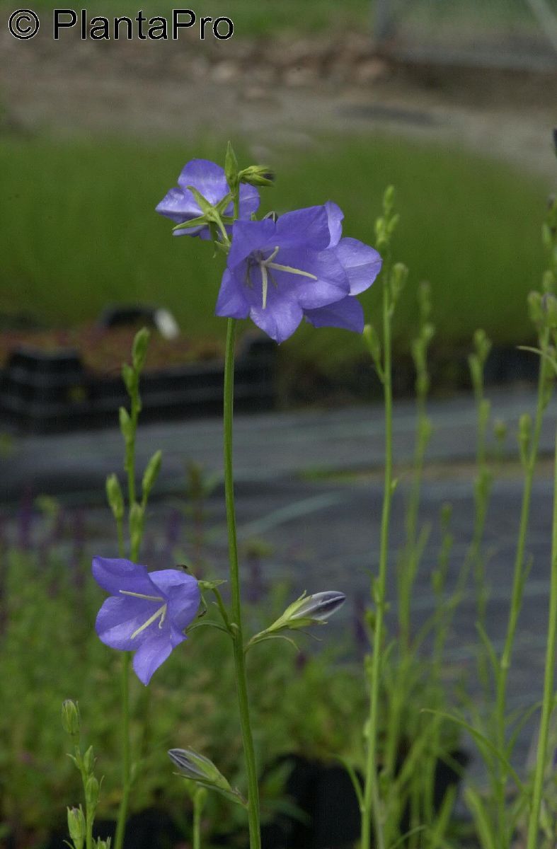 Pfirsichblättrige Glockenblume Grandiflora Coerulea