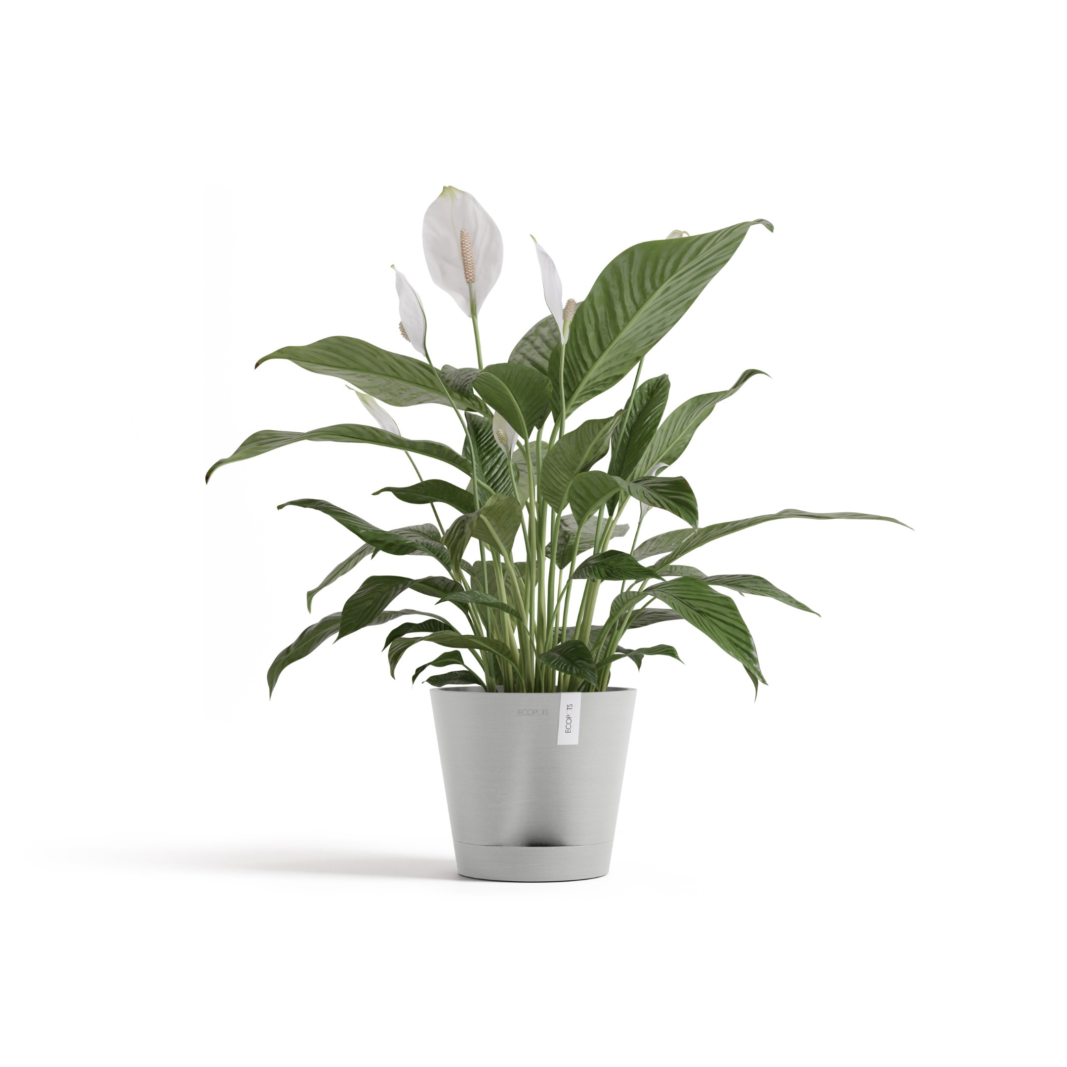 Ecopots Venice 2