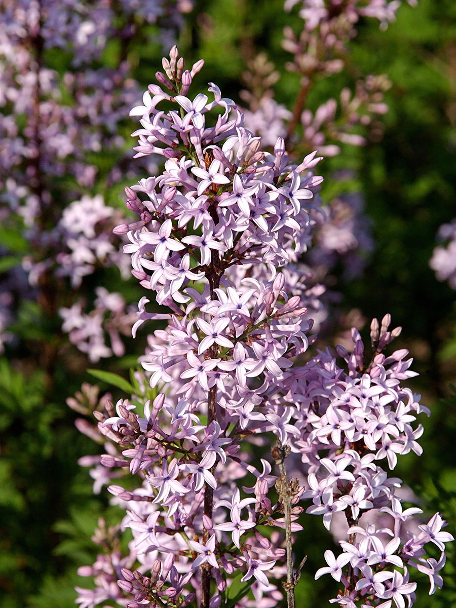 Afghanischer Flieder Afghanischer Flieder