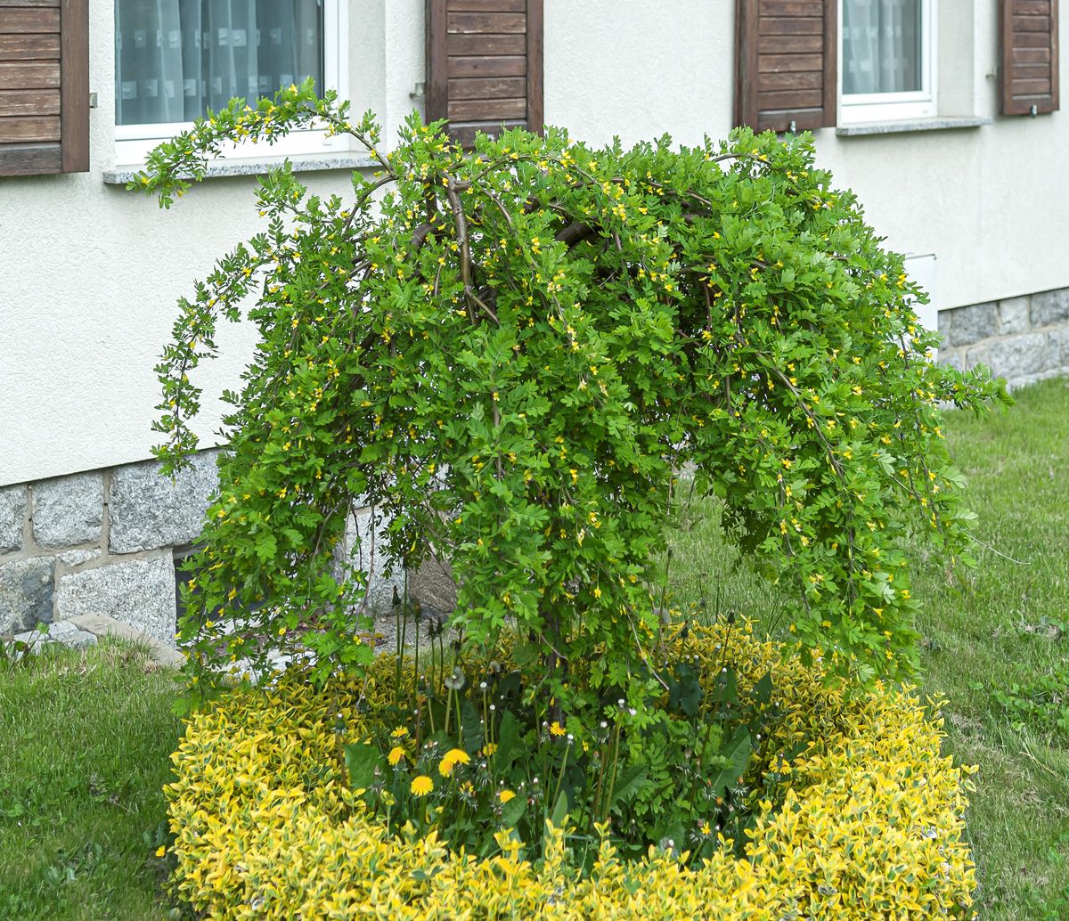 Hängeerbsenstrauch Pendula