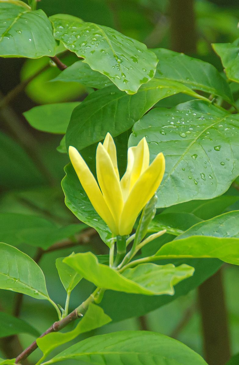 Gelbe Magnolie Daphne