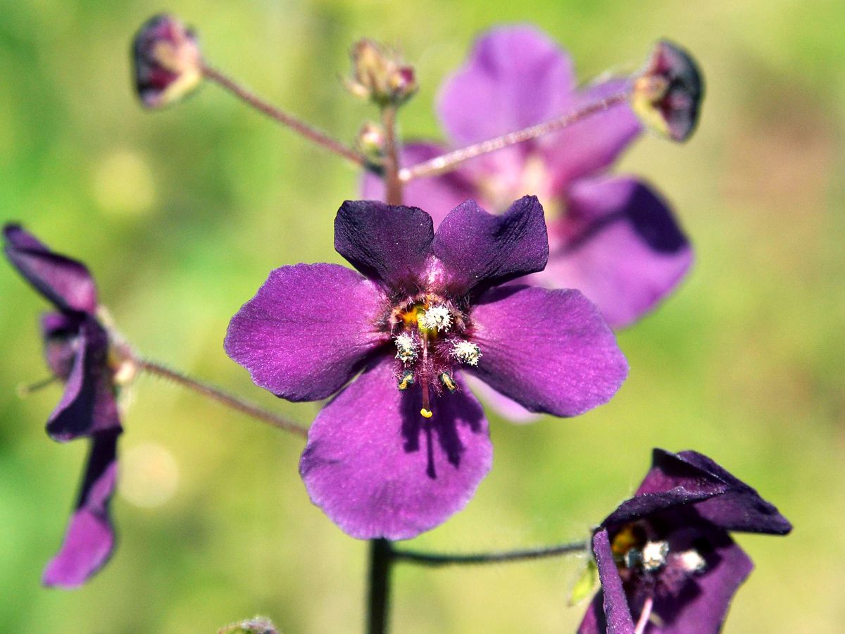 Königskerze Violetta