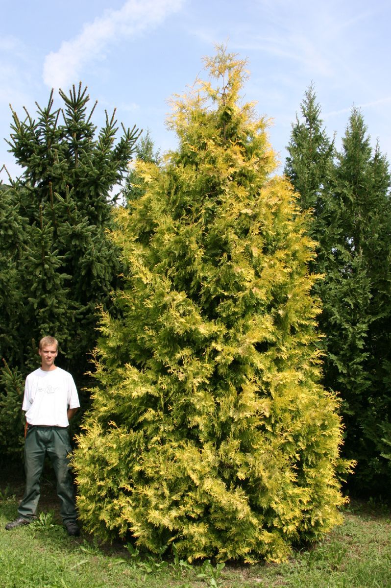 Thuja, Lebensbaum Europa Gold