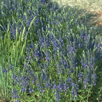 Ehrenpreis Knallblau Ehrenpreis Knallblau