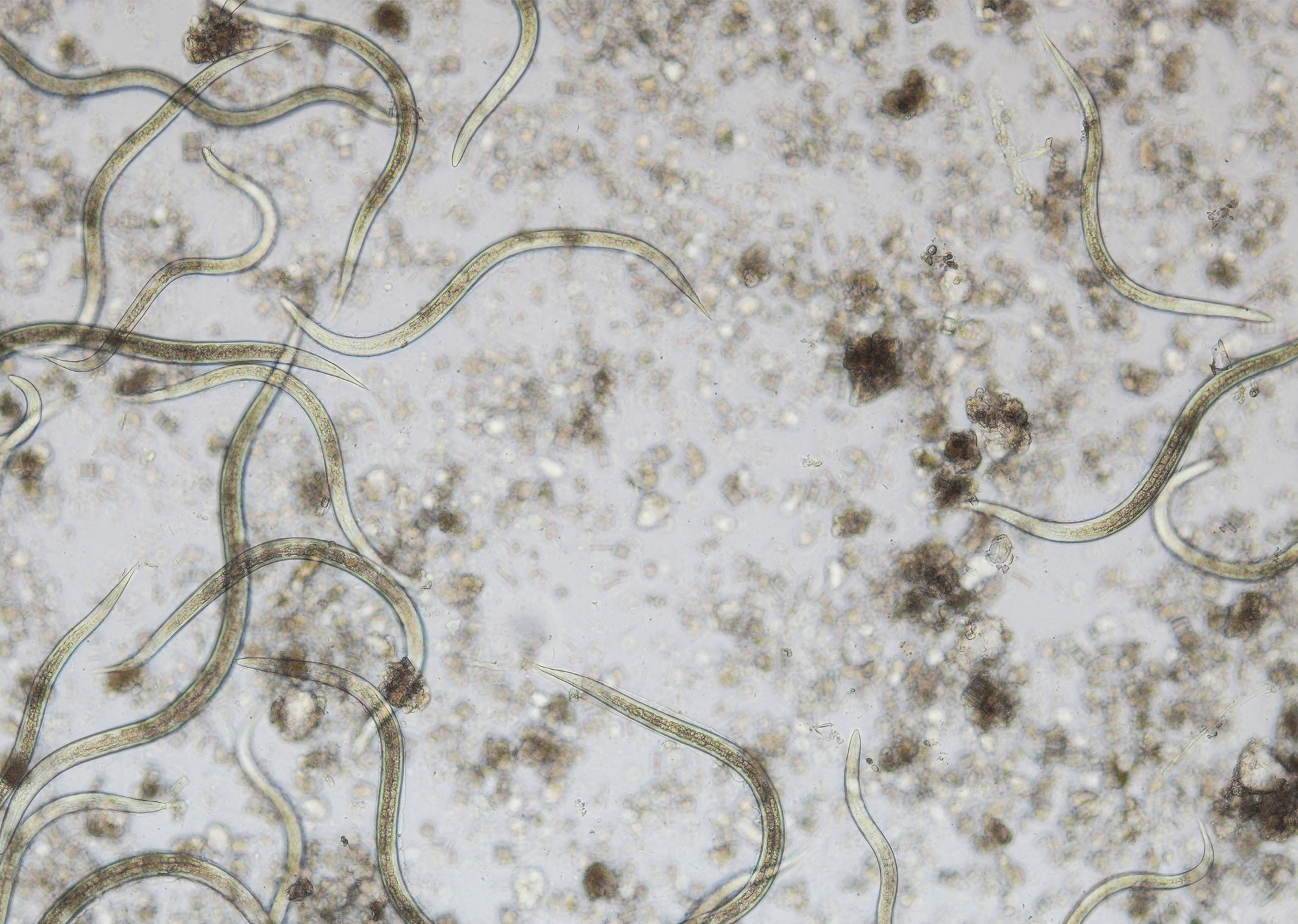 Carponem® Nematoden