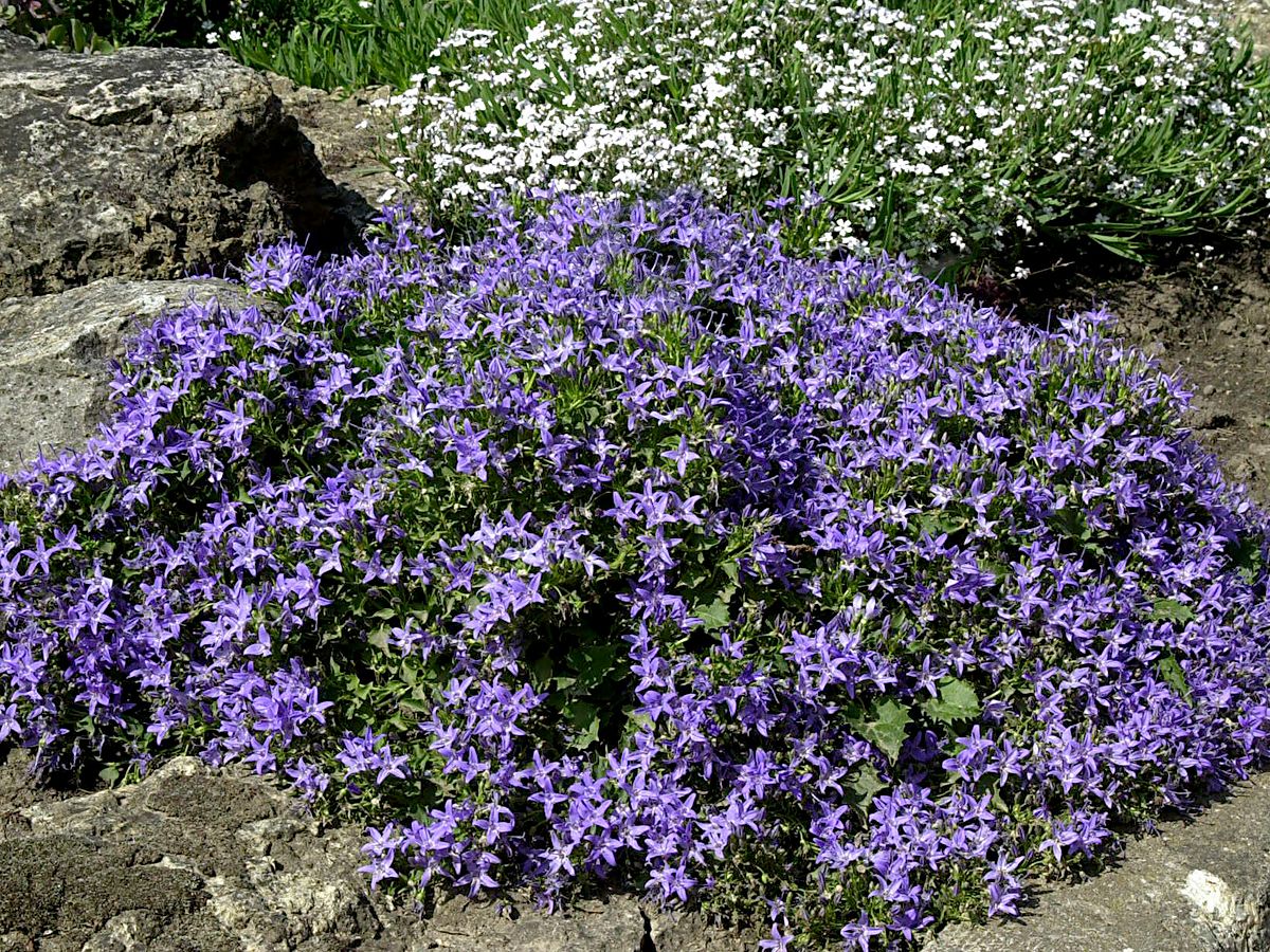 Niedere Glockenblume