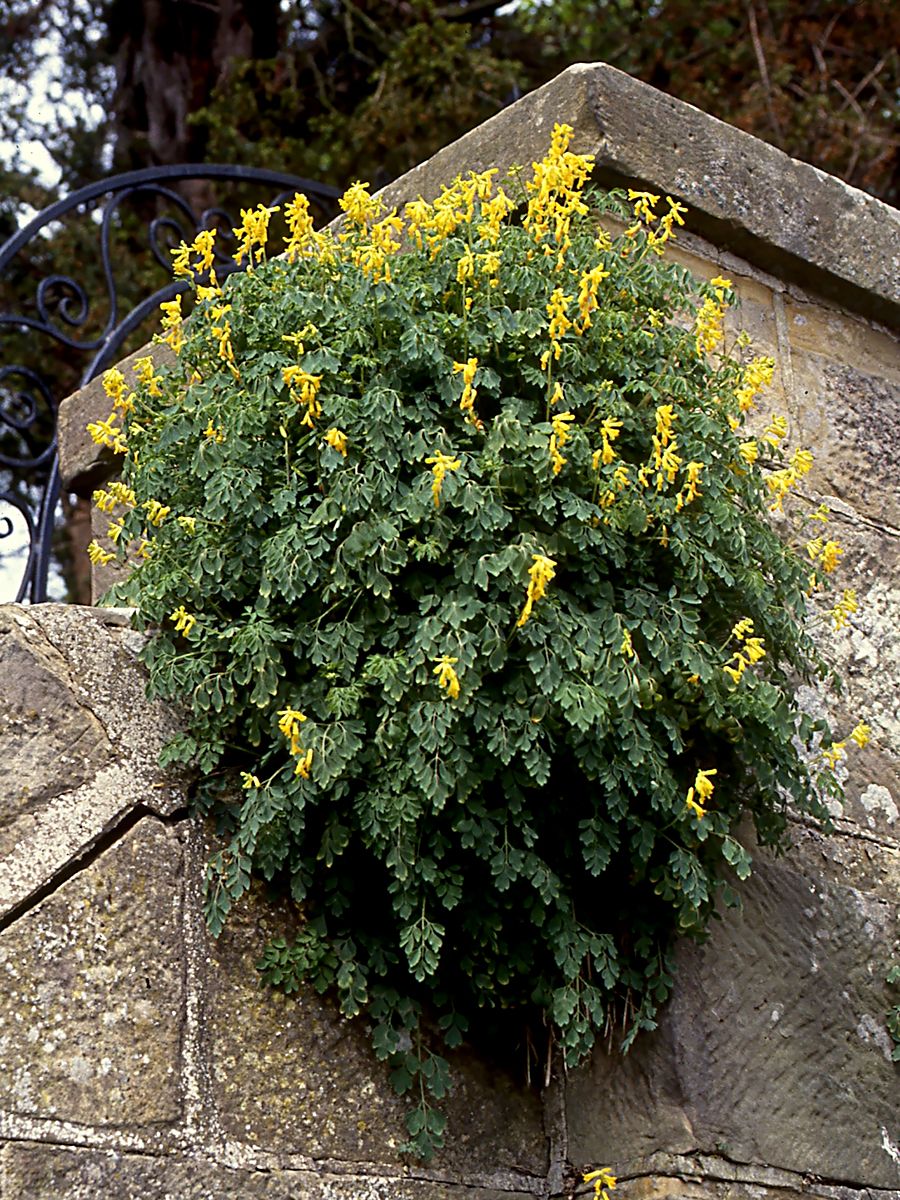 Lerchensporn
