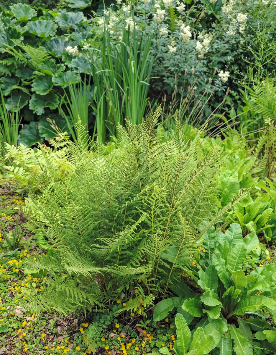 Waldfrauenfarn Waldfrauenfarn