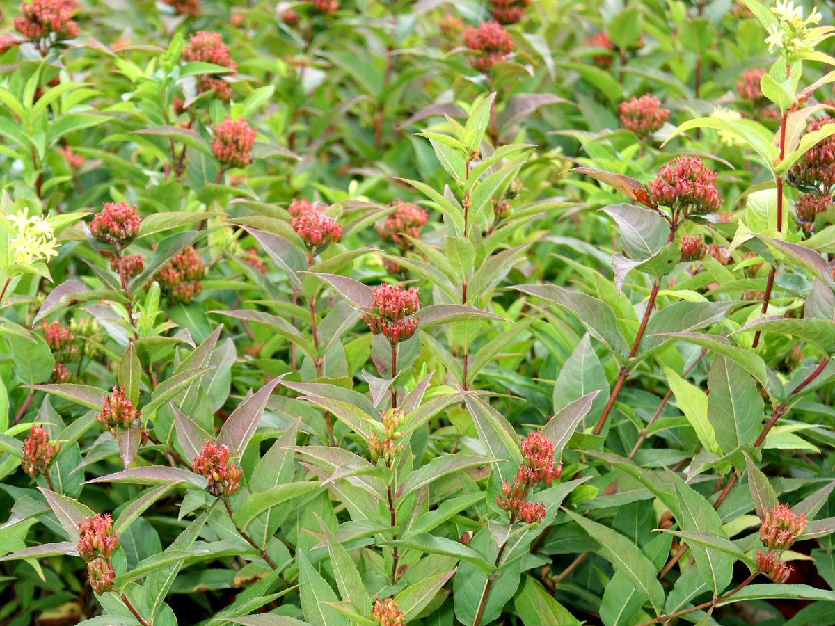 Buschgeissblatt Buschgeissblatt