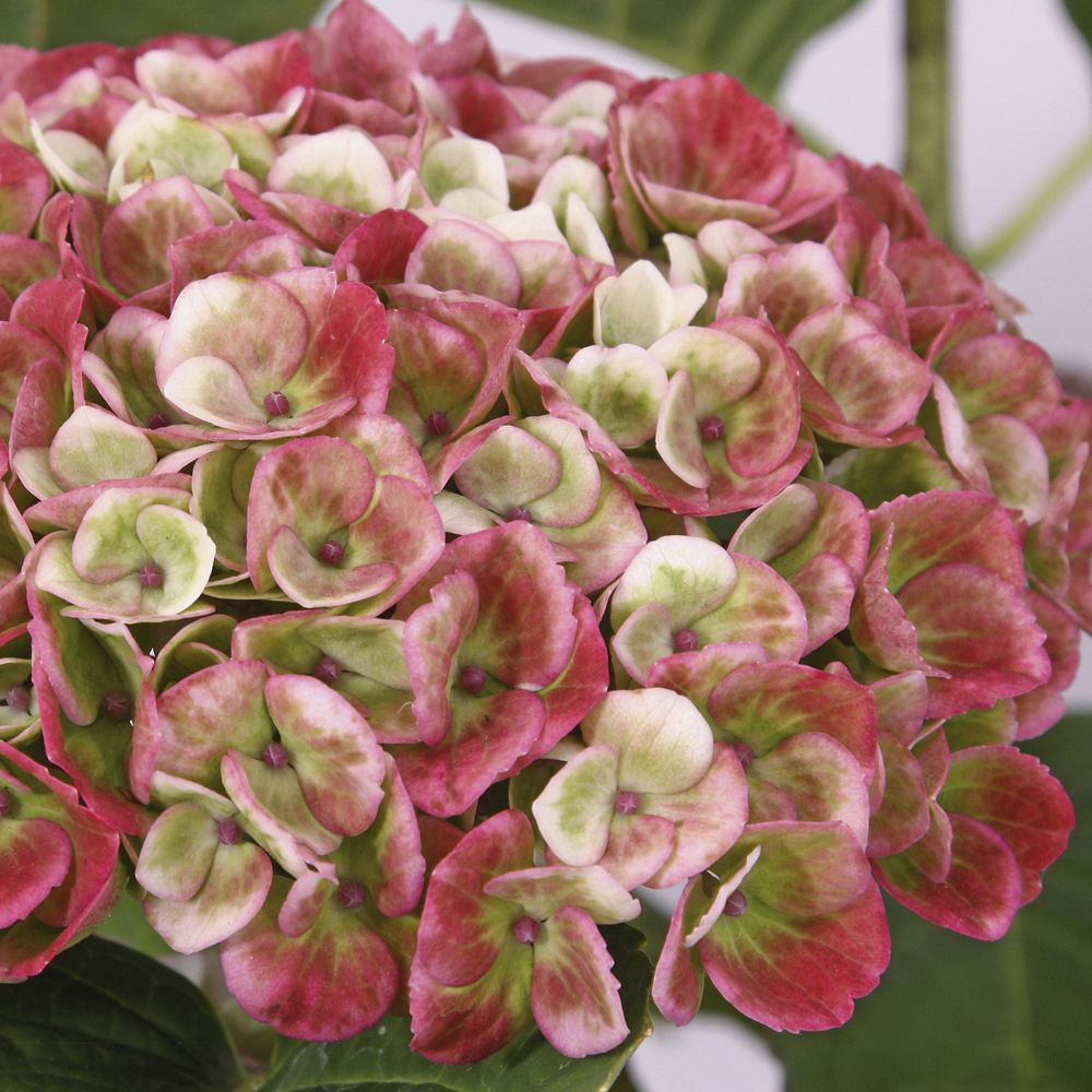 Gartenhortensie Magical Revolution®