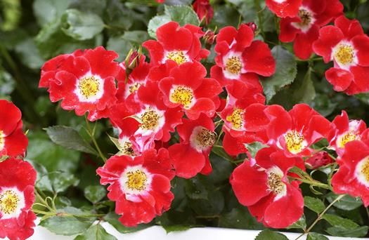 Eyepaint® Strauchrose (öfter blühend)