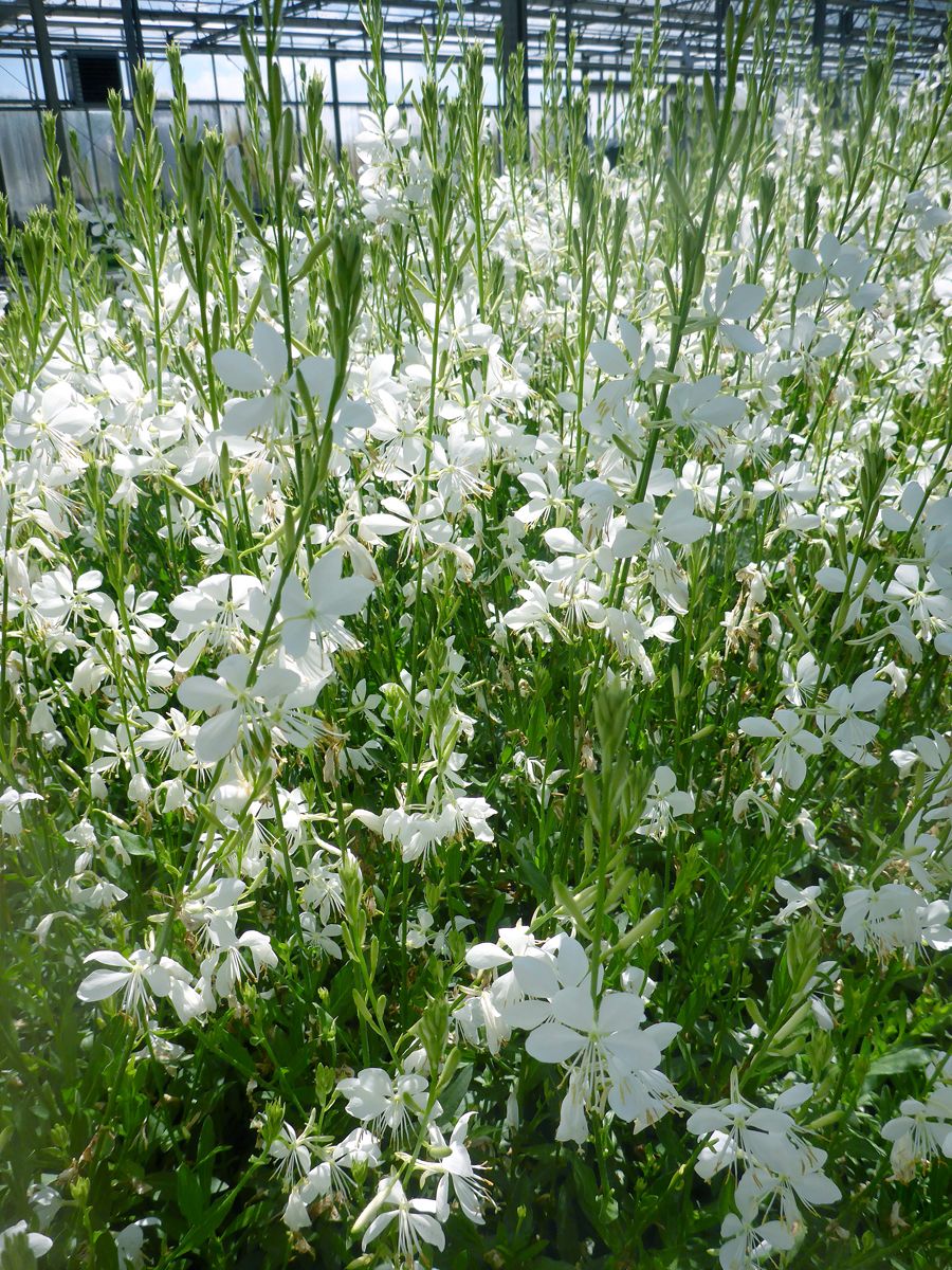 Prachtkerze Snowbird Prachtkerze Snowbird