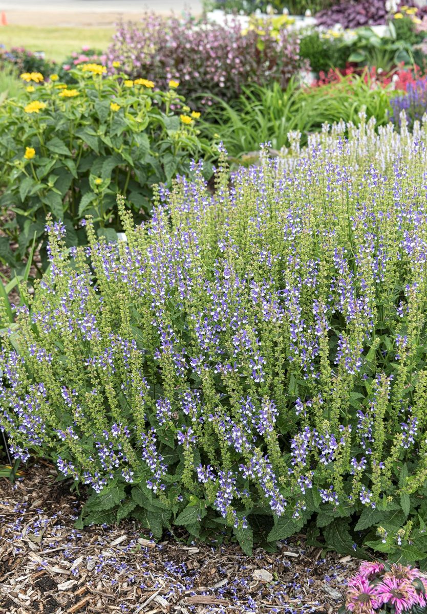 Blüten Salbei Colour Spires Azur Snow