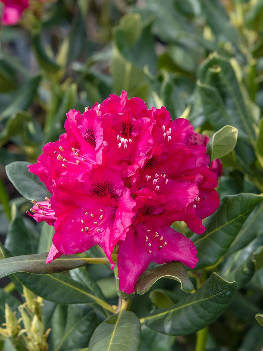 Rhododendron Abba
