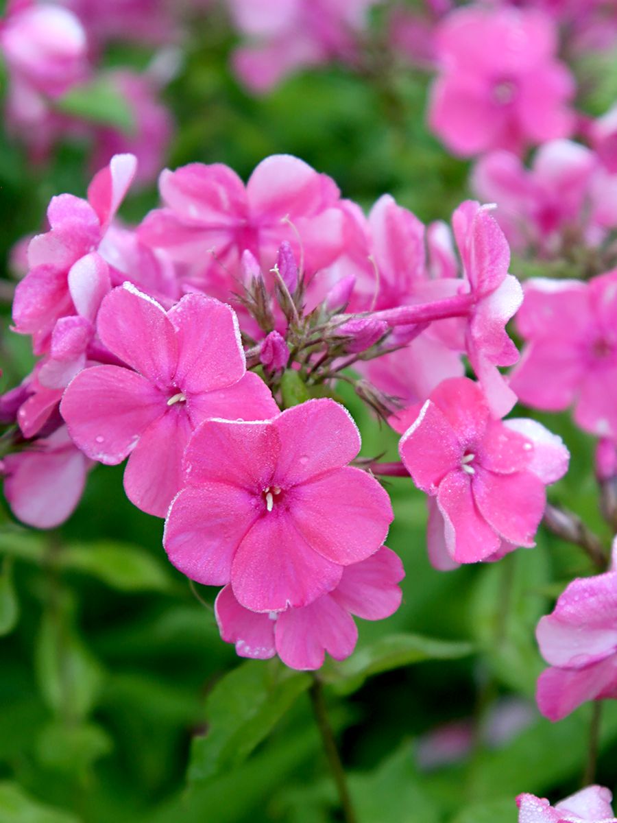 Flammenblume Rijnstroom Flammenblume Rijnstroom