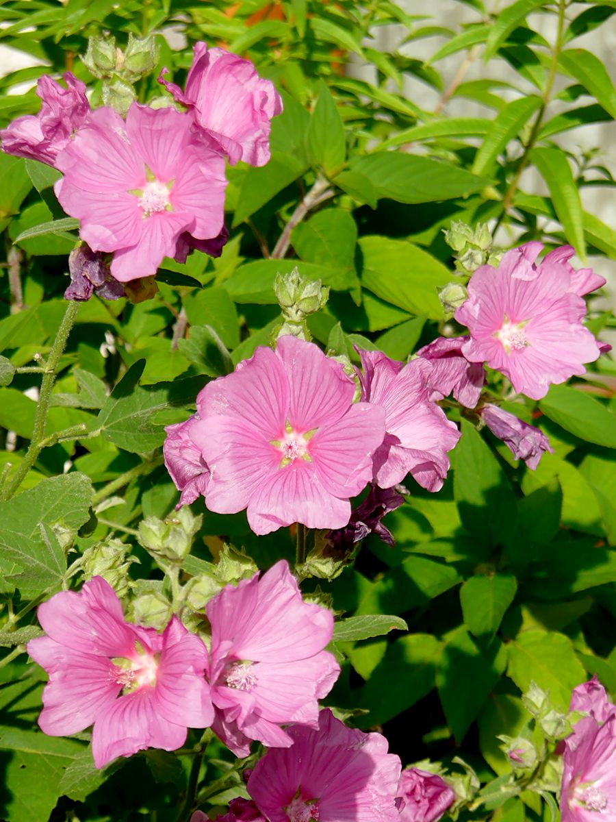 Buschmalve Rosea