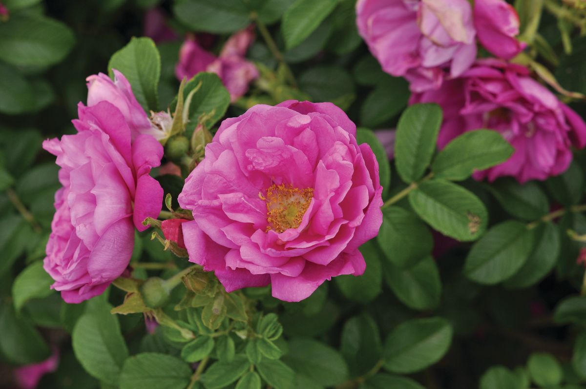 Aromatic Aurora® Strauch-/ Kartoffelrose