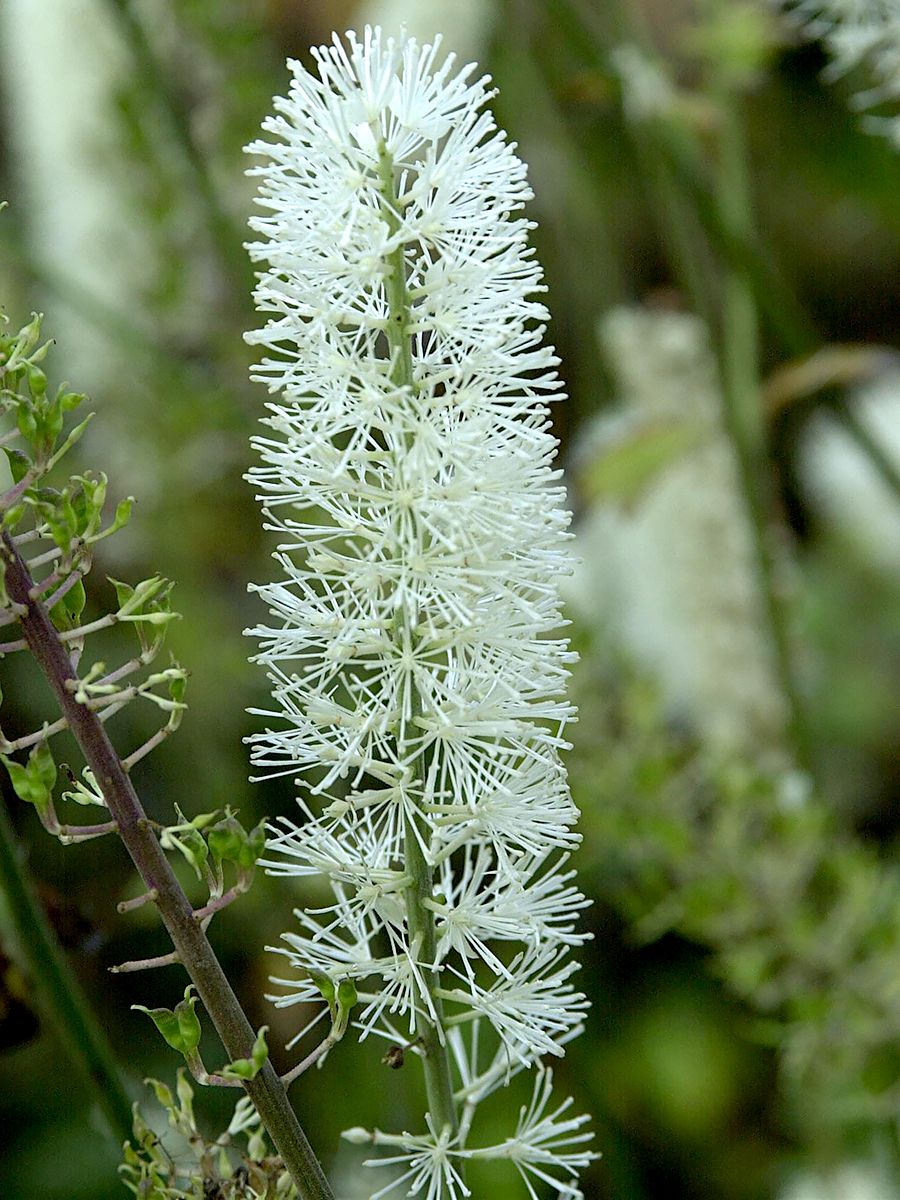 Silberkerze White Pearl