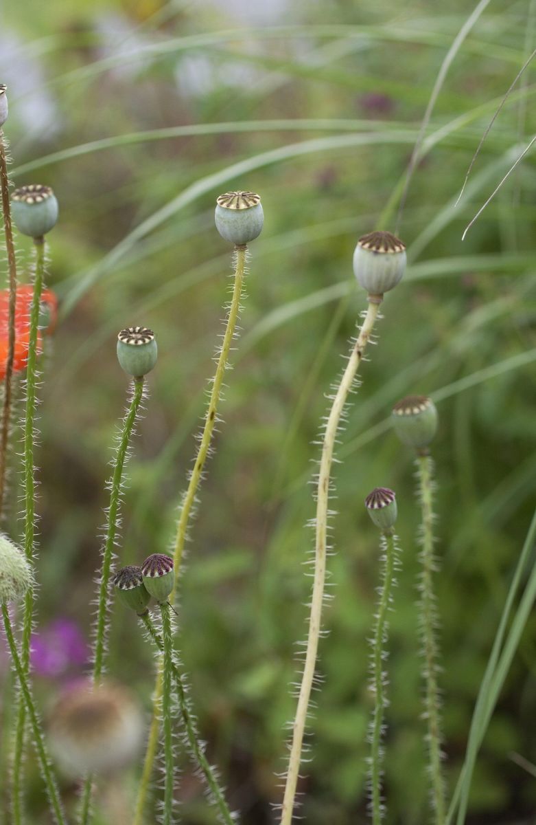 Klatschmohn Klatschmohn