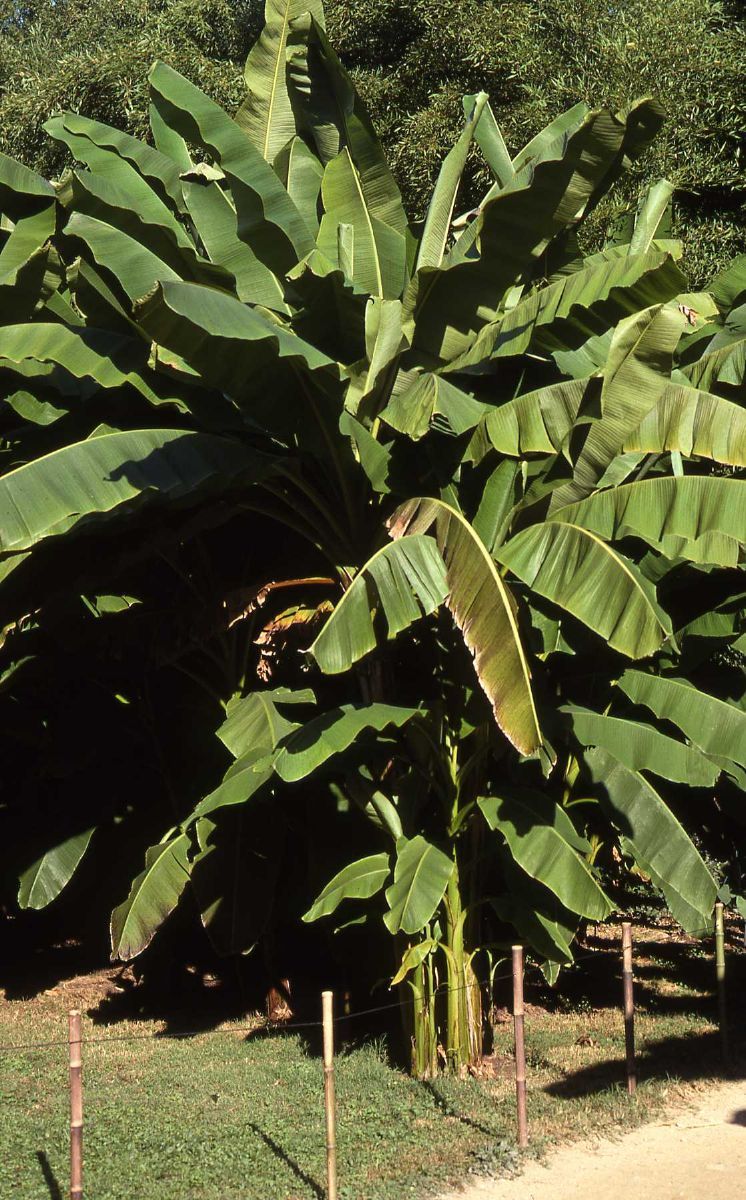 Japanische Faserbanane