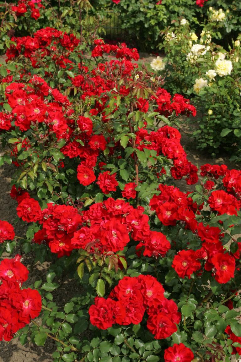 Roter Korsar® ADR 2005 Strauchrose (anspruchslos)