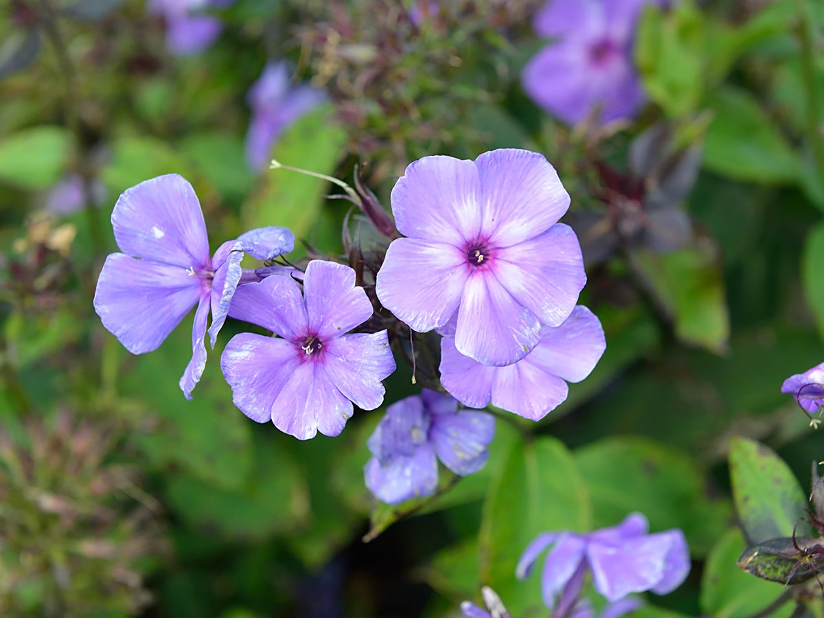 Flammenblume Blue Paradise Flammenblume Blue Paradise