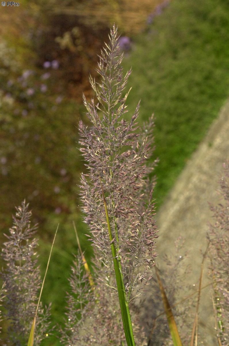 Diamantreitgras