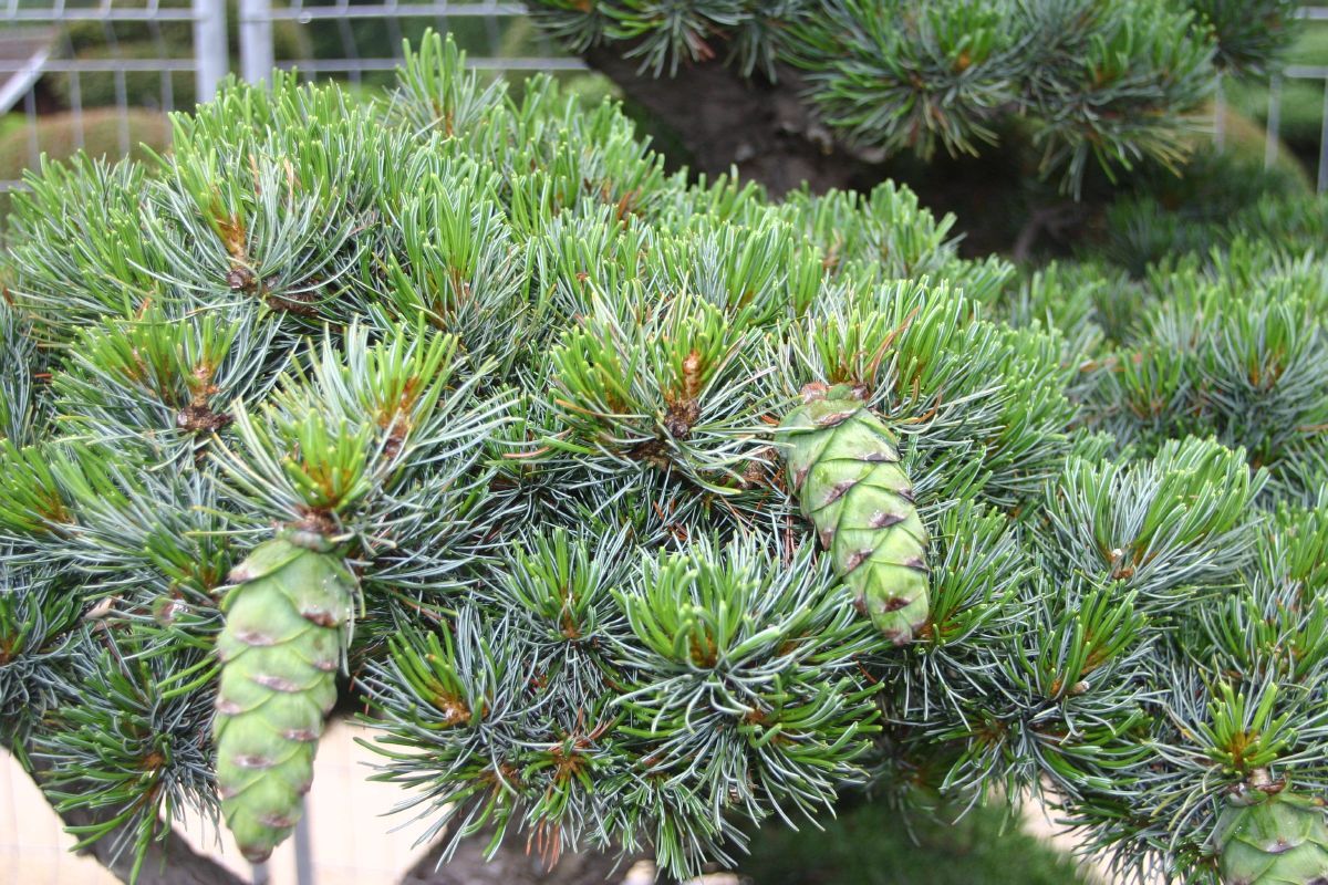 Mädchenhaarkiefer Glauca
