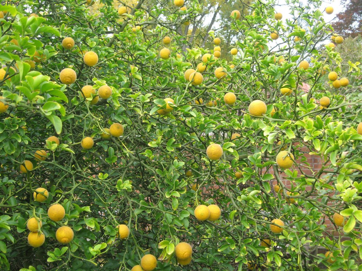 Bitterorange Bitterorange