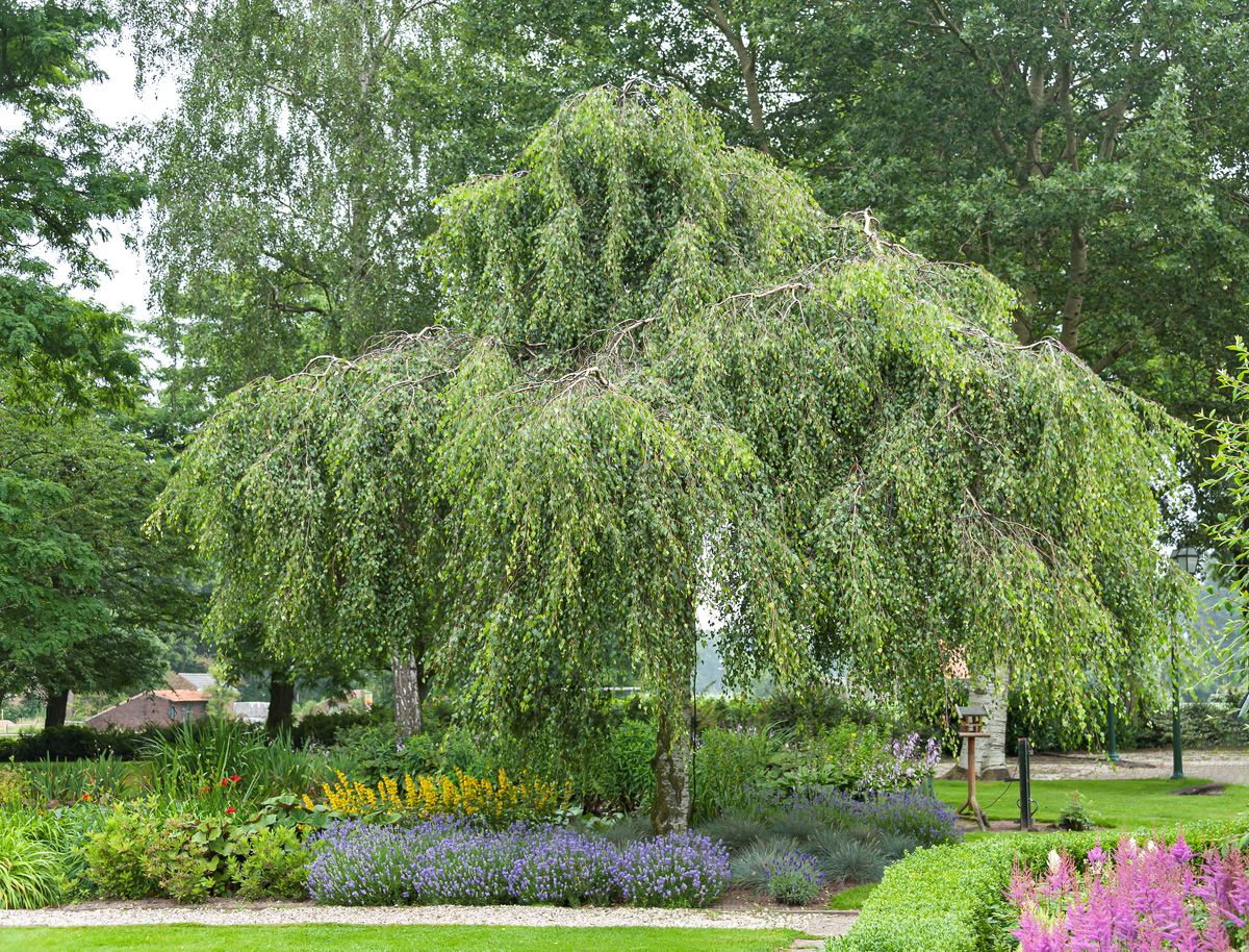 Hängebirke Youngii