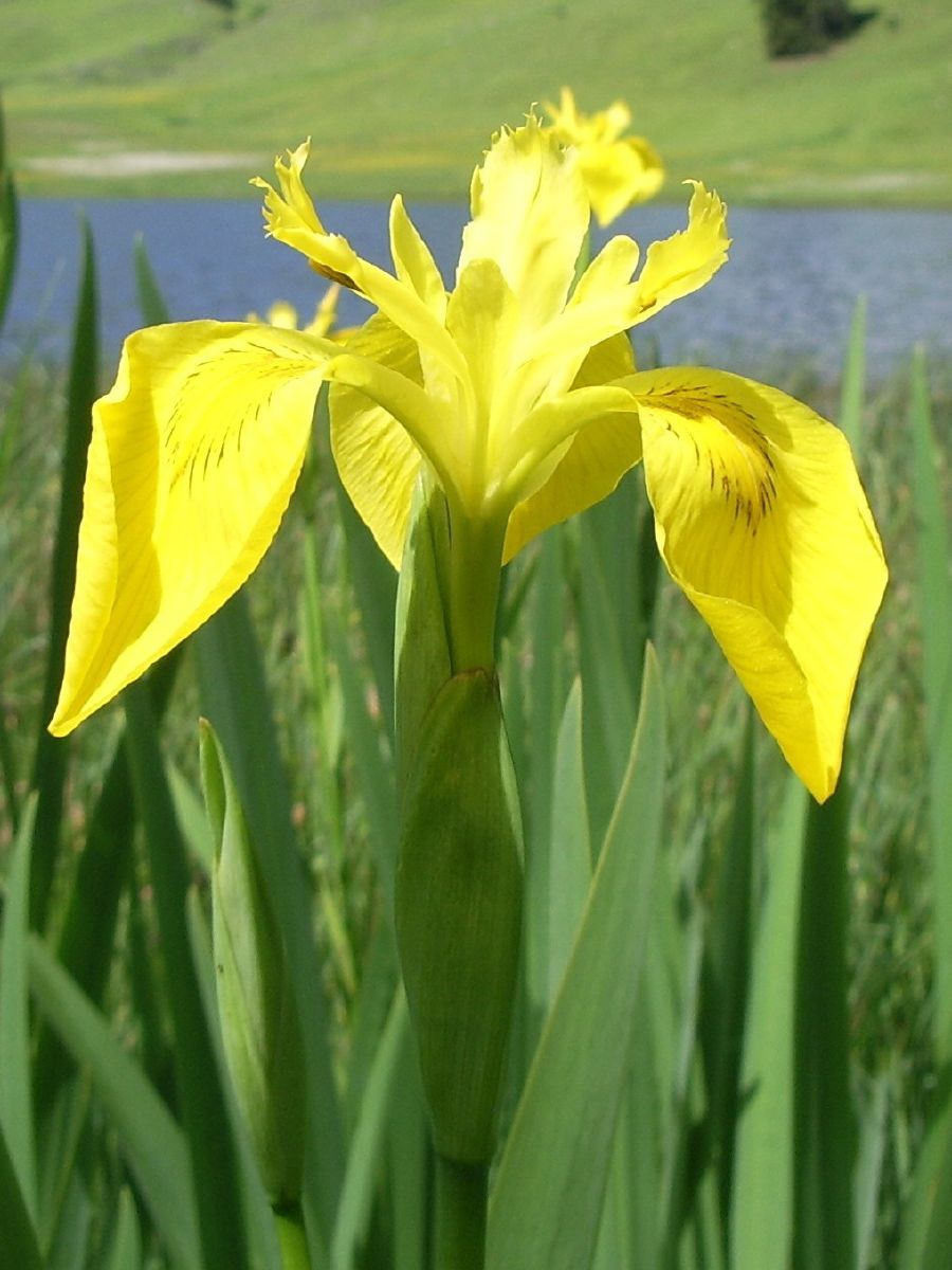 Gelbe Sumpfschwertlilie Gelbe Sumpfschwertlilie