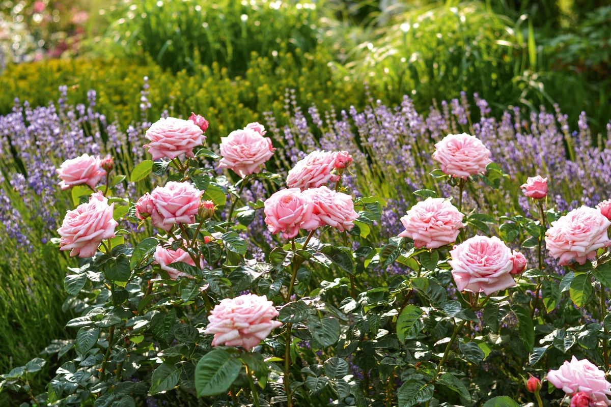 Never ending story® Englische- und Romantische Rose