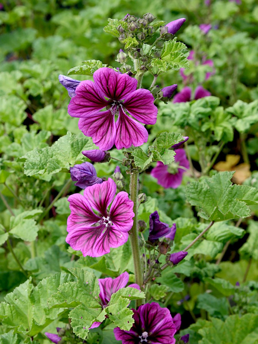 Wilde Malve Mauritanica