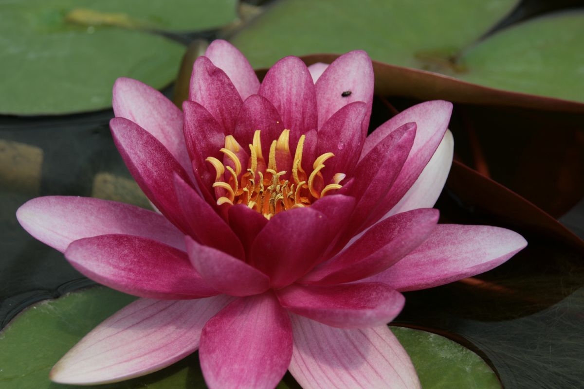 Seerose Attraction