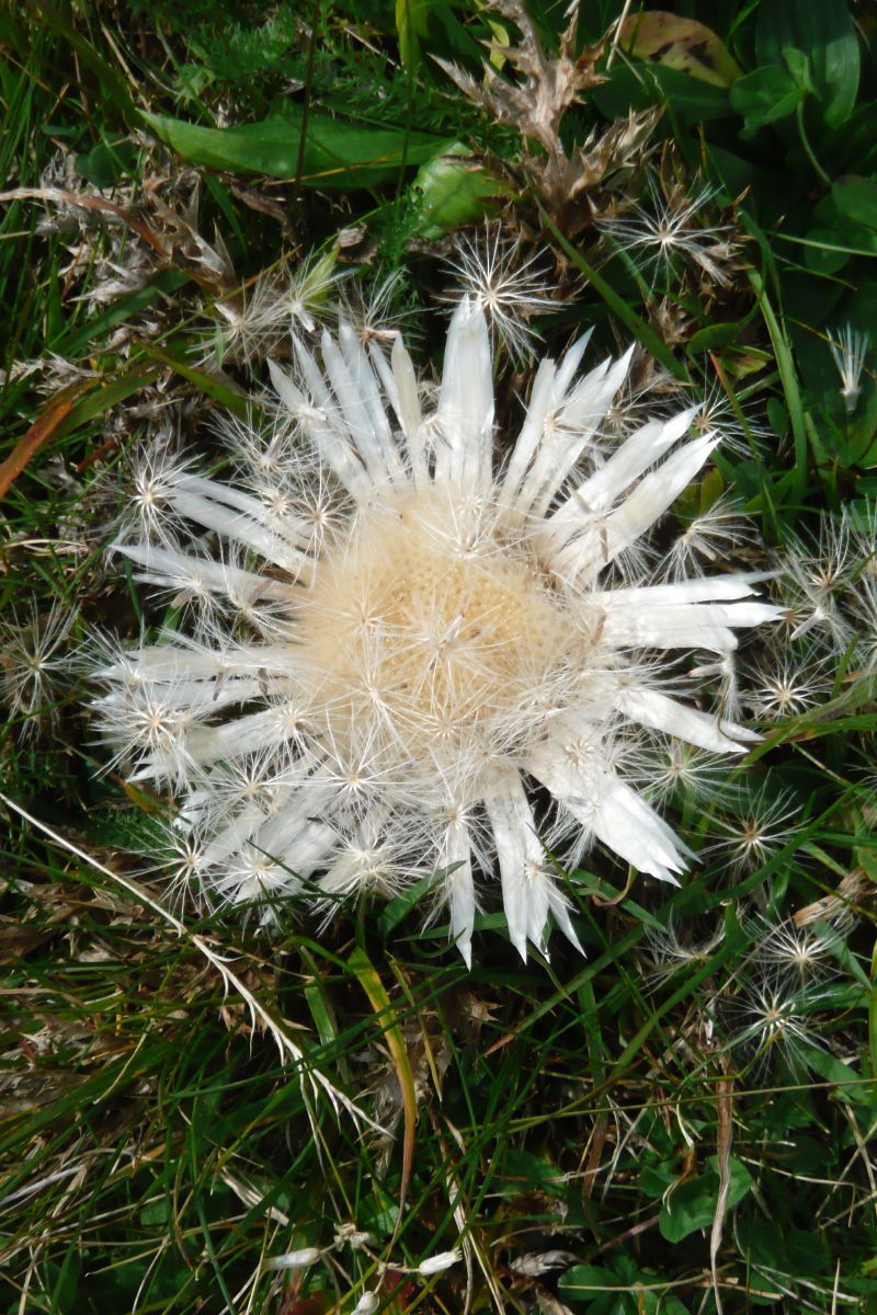 Silberdistel Silberdistel