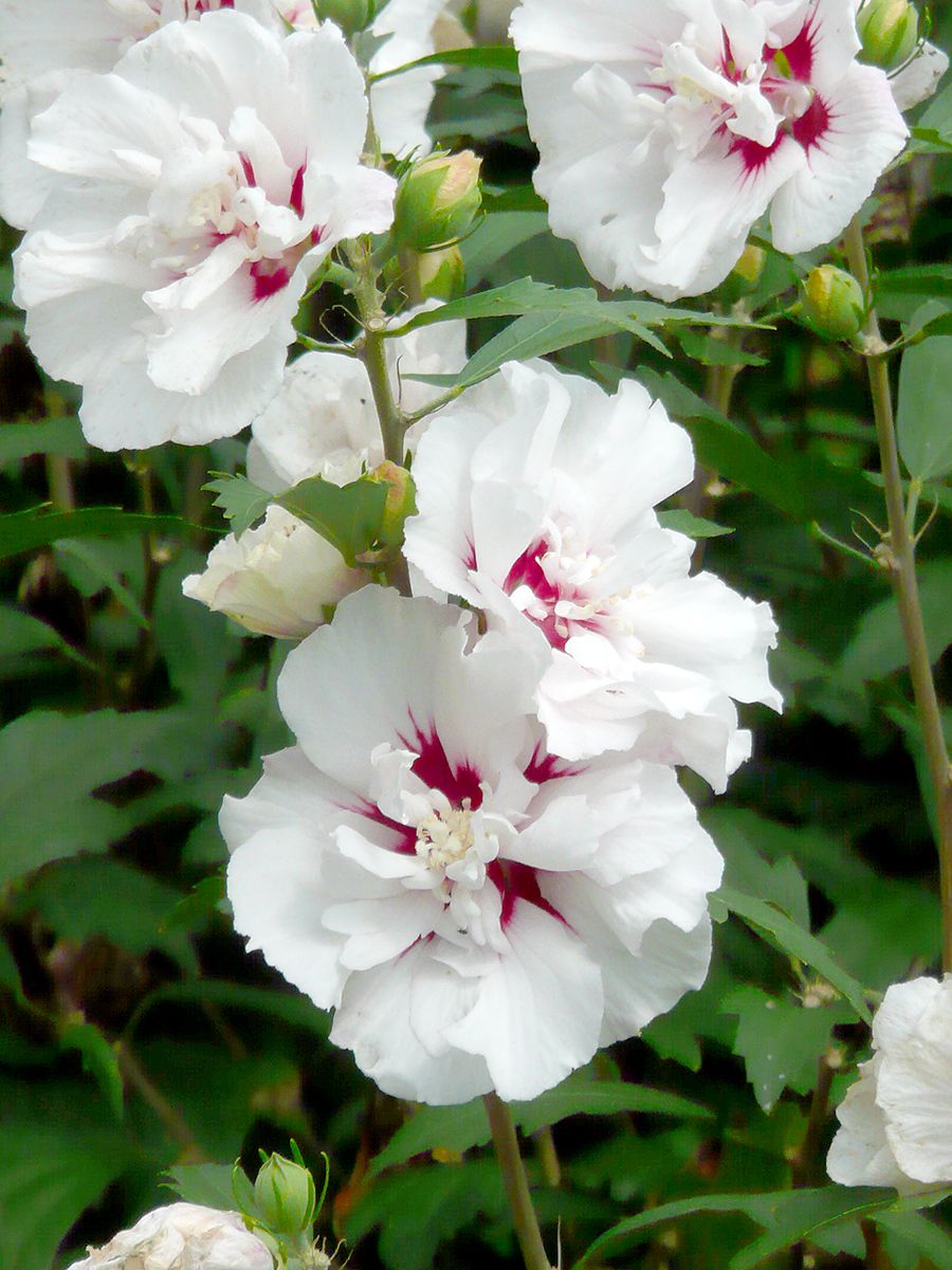 Hibiskus Speciosus