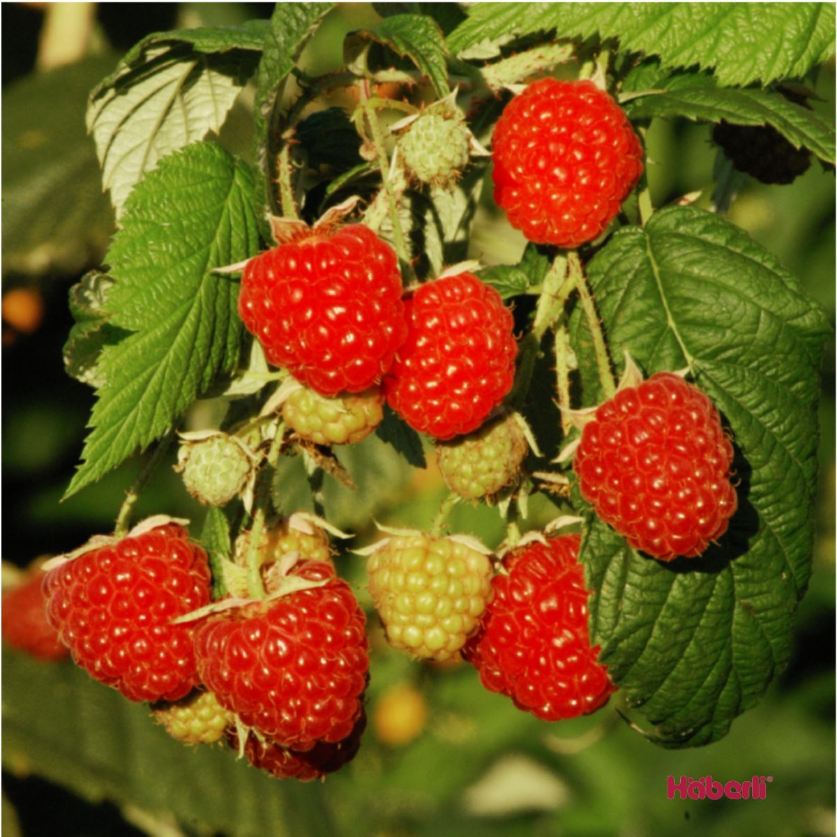 Autumn Bliss® Himbeere (anspruchslos, herbsttragend) Autumn Bliss® Himbeere (anspruchslos, herbsttragend)