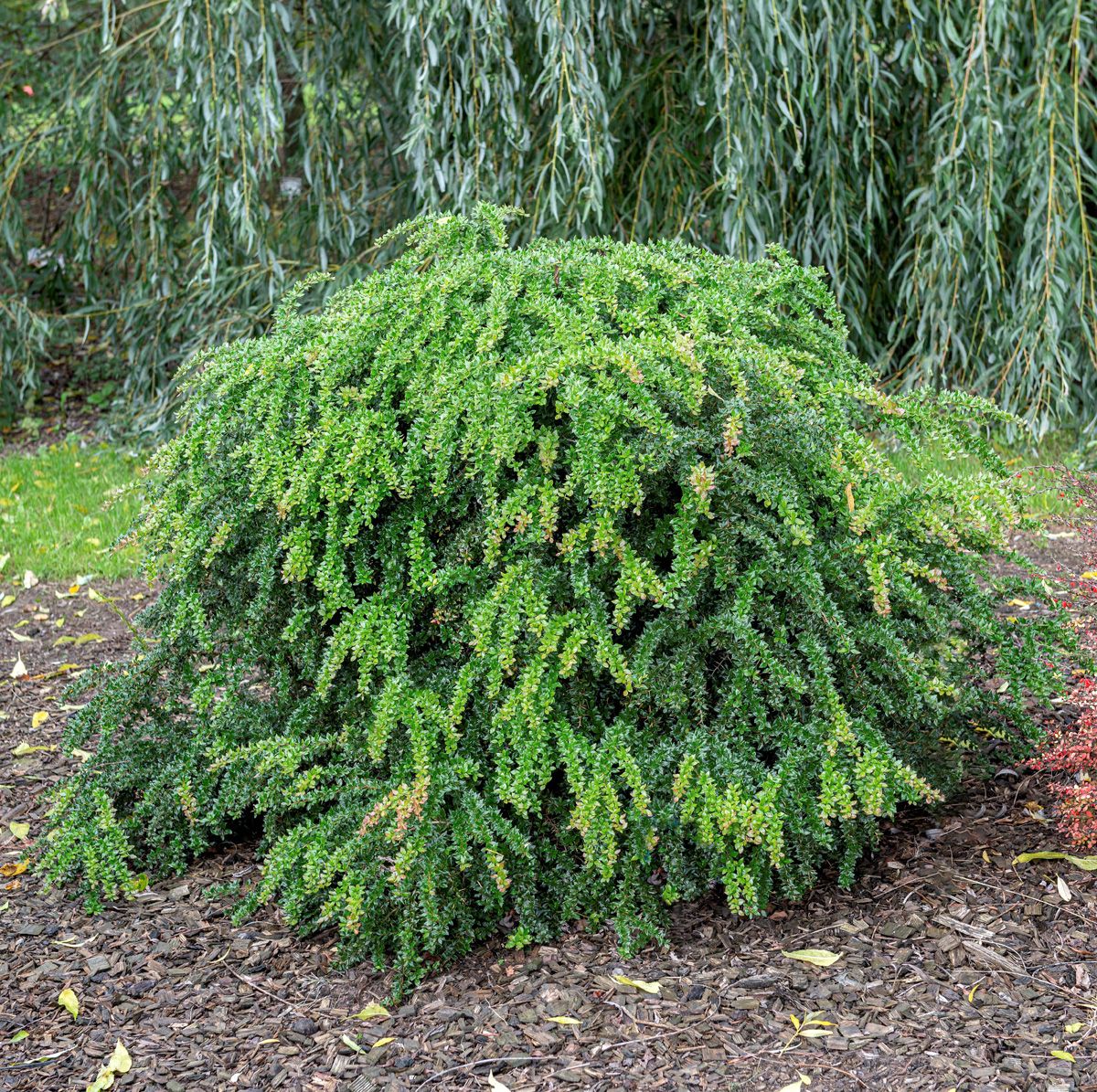 Berberitze Berberitze