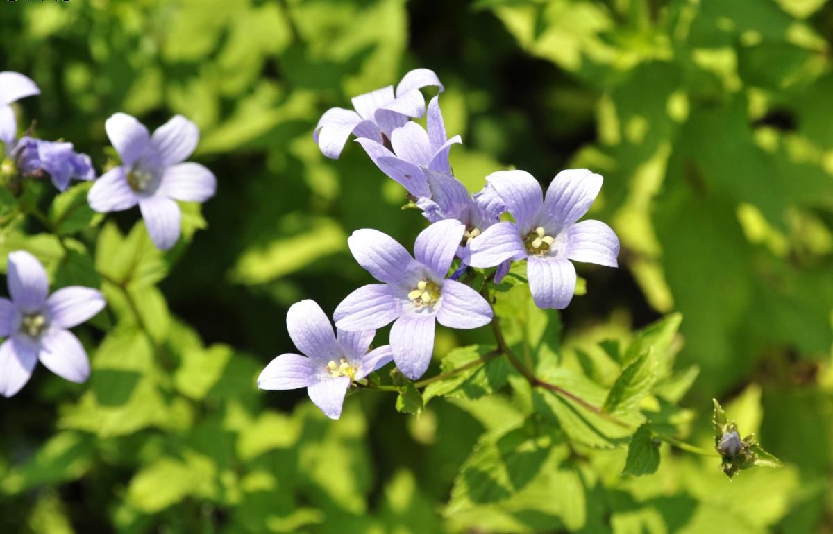 Dolden Glockenblume