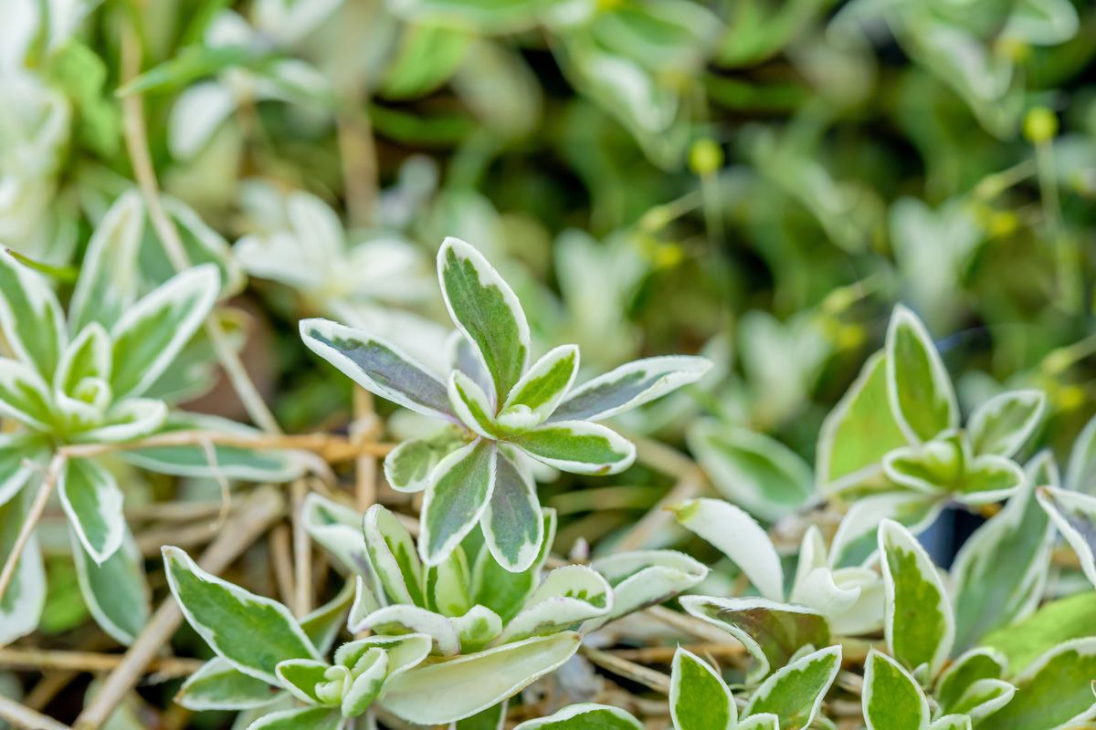 Weissbunte Gänsekresse Variegata