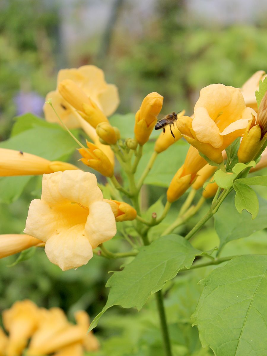 Trompetenblume Flava Trompetenblume Flava