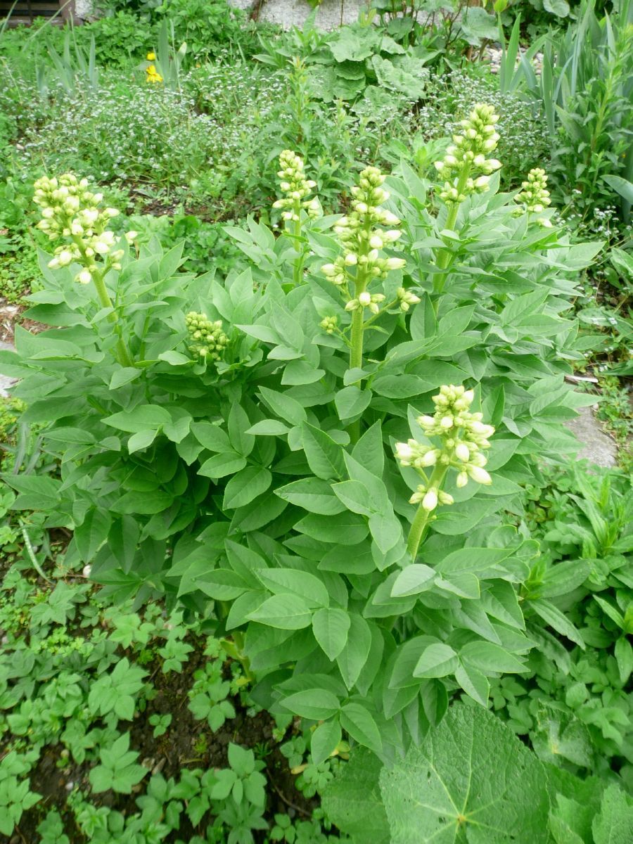 Diptam Albiflorus